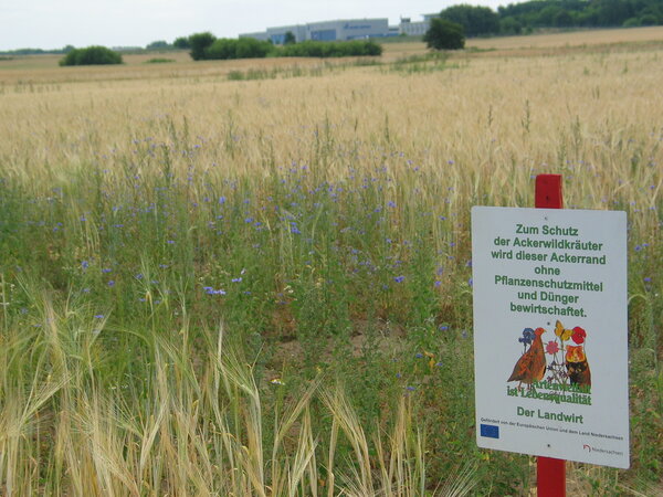 Bild vergrößern: Landwirtschaft_479018_ackerwildkrautschutz_jfreese_pixelio
