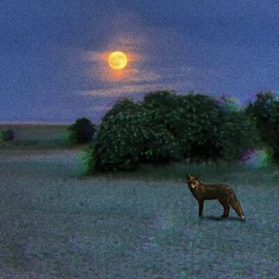 Bild vergr&ouml;&szlig;ern: Silent Night