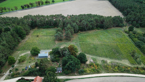 Bild vergrößern: Luftbild Weinberg